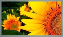 MT21W3R-26063